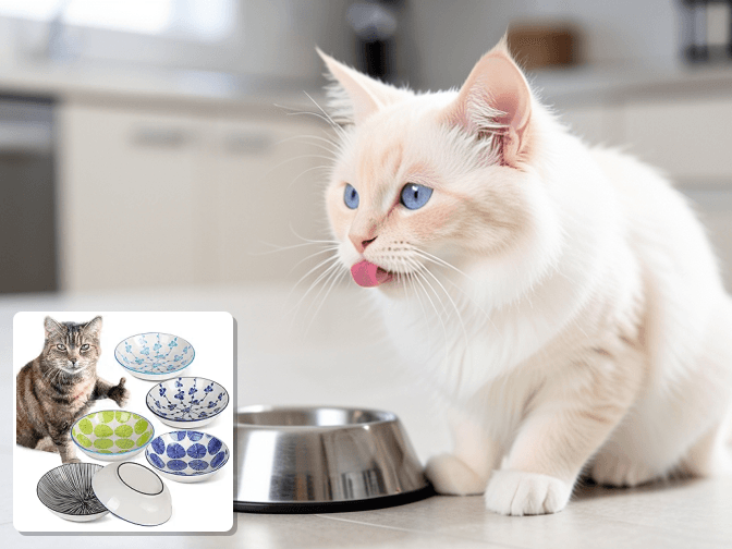 What Most Sites Get Wrong About Bowl Selection - expert glass cat food bowls non slip base guide