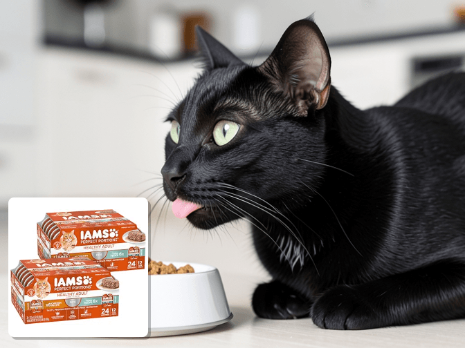 Setup and Daily Maintenance Reality - expert cat food portion control bowls guide