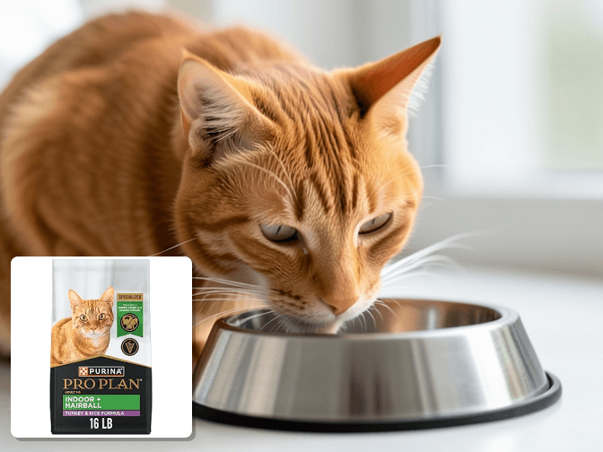 How Grain Free Hairball Formulas Actually Work - expert grain free hairball control cat food guide