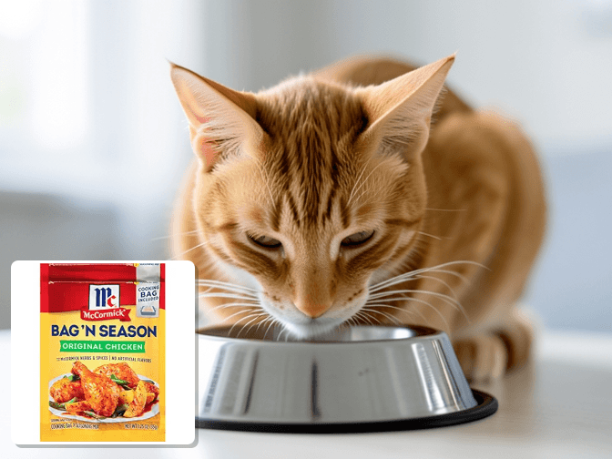 Transitioning Your Cat to Homemade Meals - expert slow cooker chicken cat food recipes guide