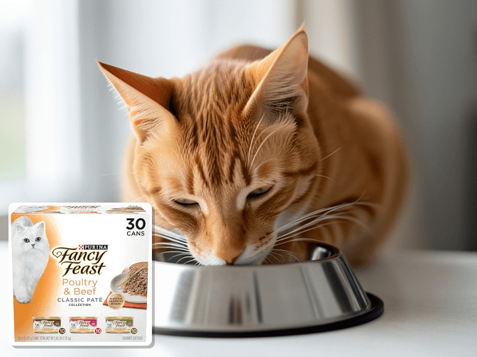 How Kitten Nutrition Supports Growth - expert best wet cat food brands for kittens guide