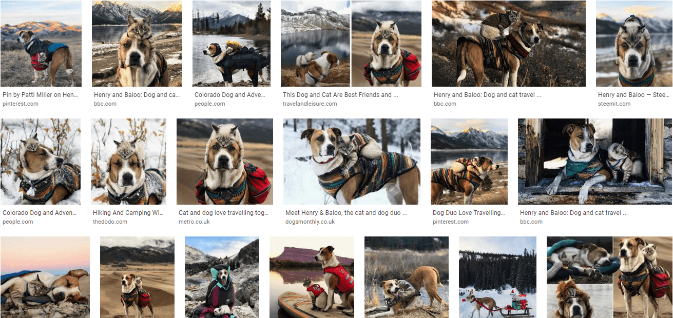 Cats Luv Us boarding facility