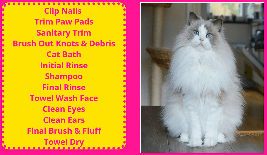 Cat grooming at Cats Luv Us Boarding Hotel