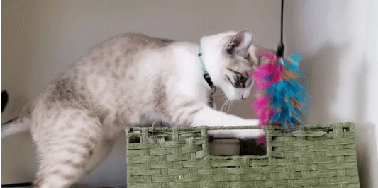 Cat enjoying amenities at Cats Luv Us