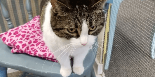 Happy cat at Cats Luv Us boarding and grooming