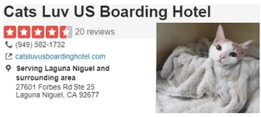 Cat relaxing at Cats Luv Us Boarding Hotel