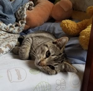 Looking for a Luxury Cat Kennel Near You?