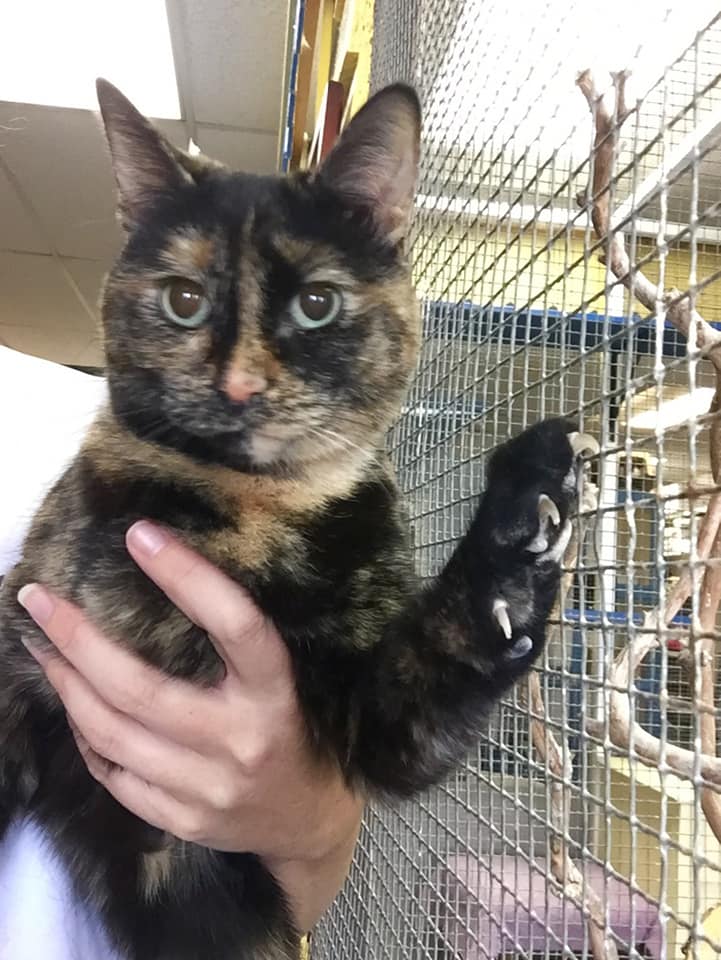 Cat enjoying their stay at Cats Luv Us