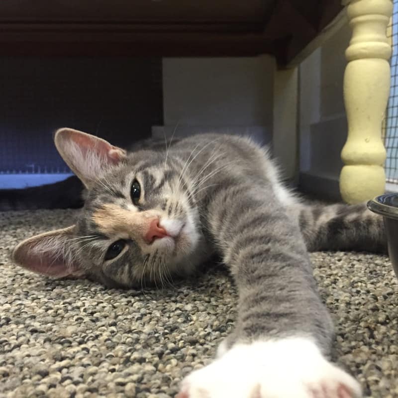Cat relaxing in boarding suite