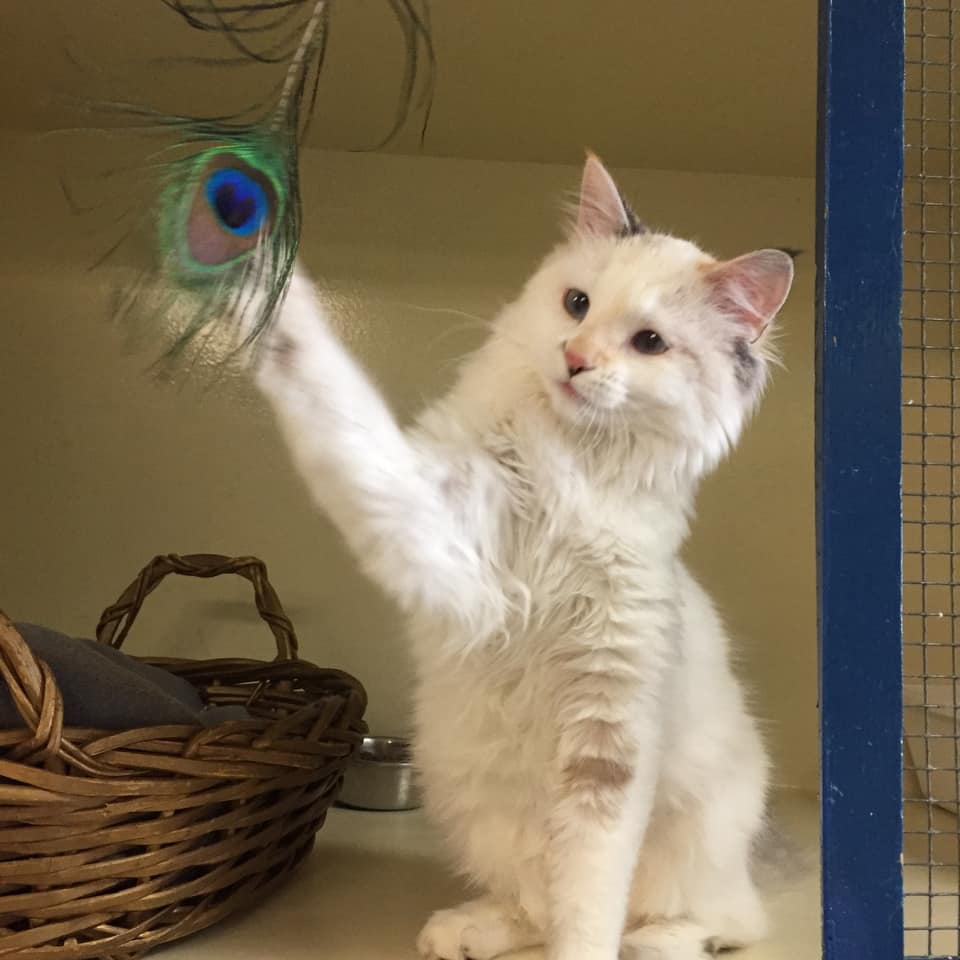 Cats enjoying premium boarding at Cats Luv Us Laguna Niguel