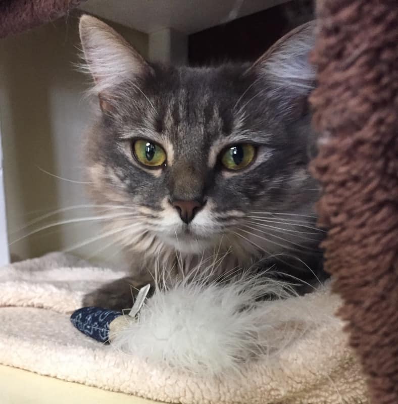 Cat at Cats Luv Us boarding facility