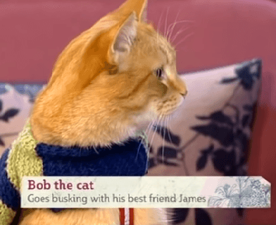 Bob the cat at Cats Luv Us