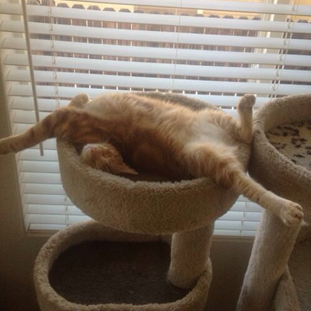 Happy cat at Cats Luv Us Boarding Hotel