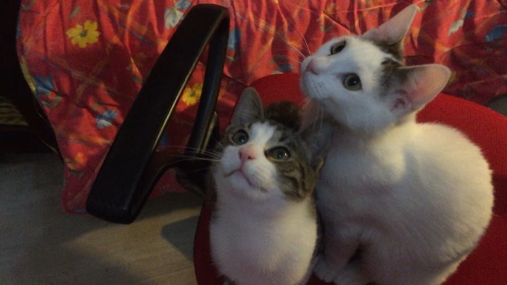 Cat enjoying stay at Cats Luv Us