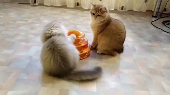 Cat at Cats Luv Us hotel