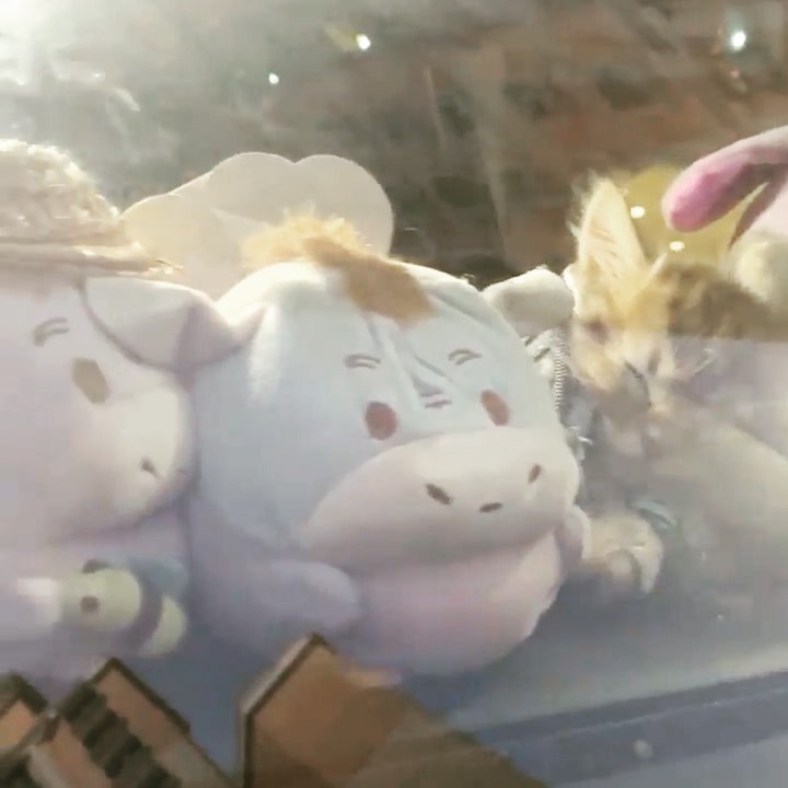 Cat guest at Cats Luv Us