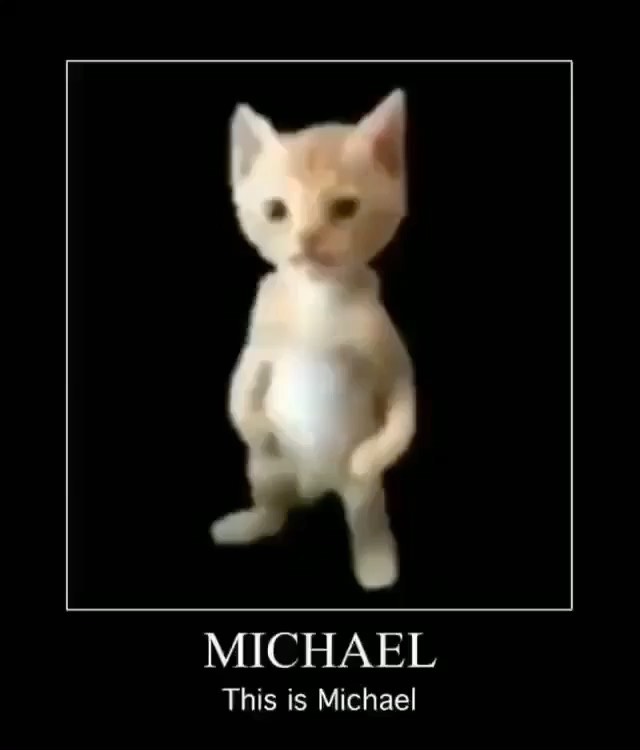 Cat at Cats Luv Us Laguna Niguel