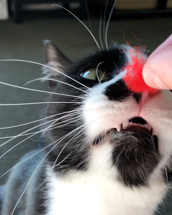 Happy cat boarding guest