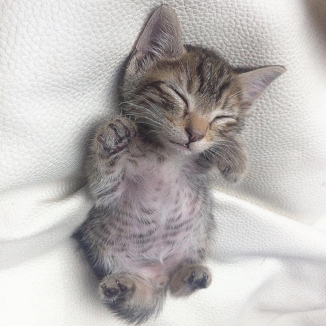 Cat enjoying Cats Luv Us boarding