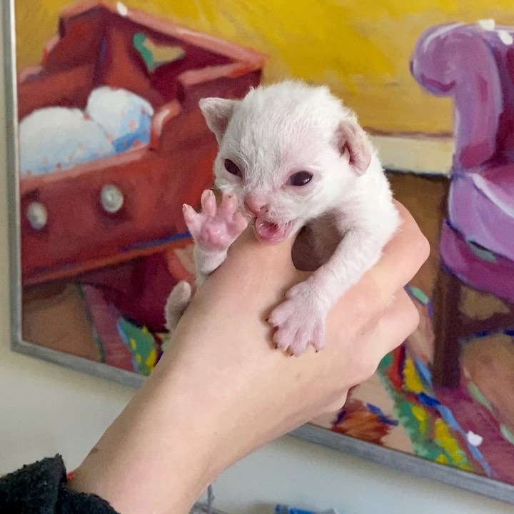 Cat boarding at Cats Luv Us