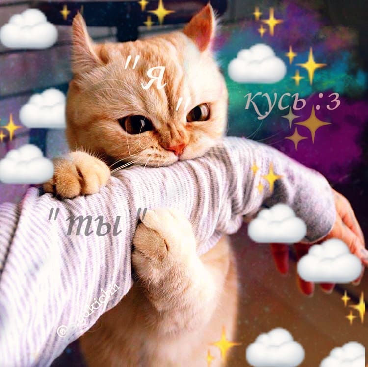 Cat enjoying boarding stay