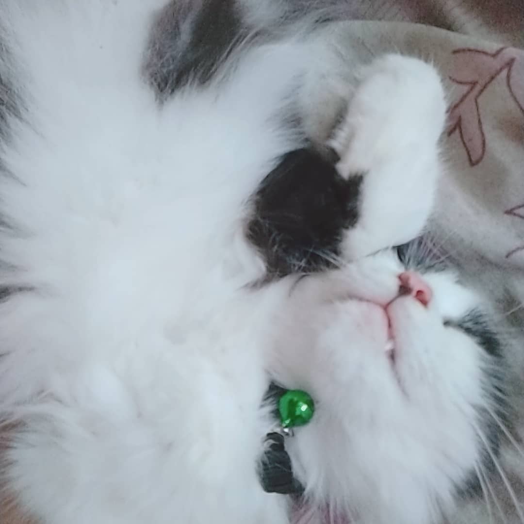 Cat at Cats Luv Us boarding facility