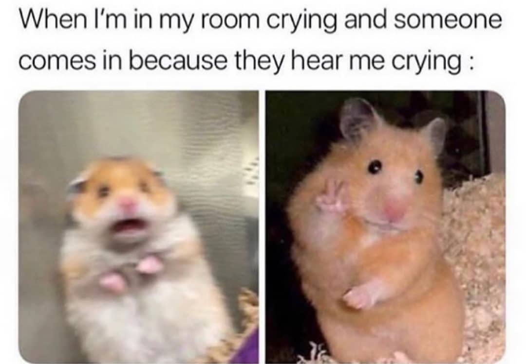 Happy boarding guest at Cats Luv Us