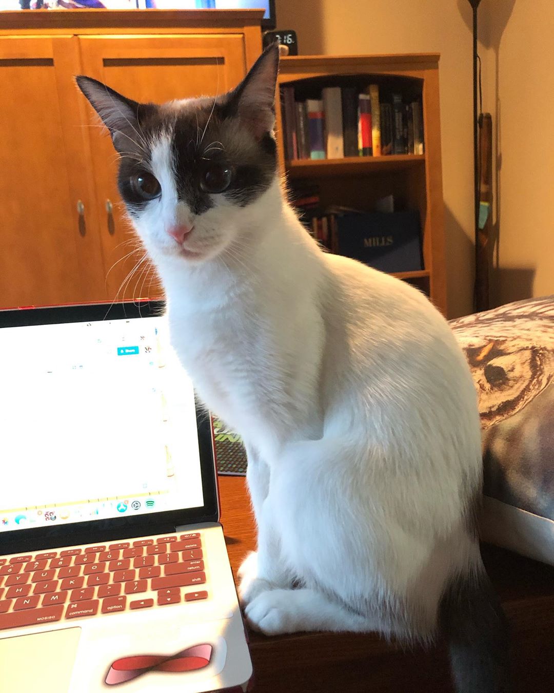 Cat at Cats Luv Us boarding hotel