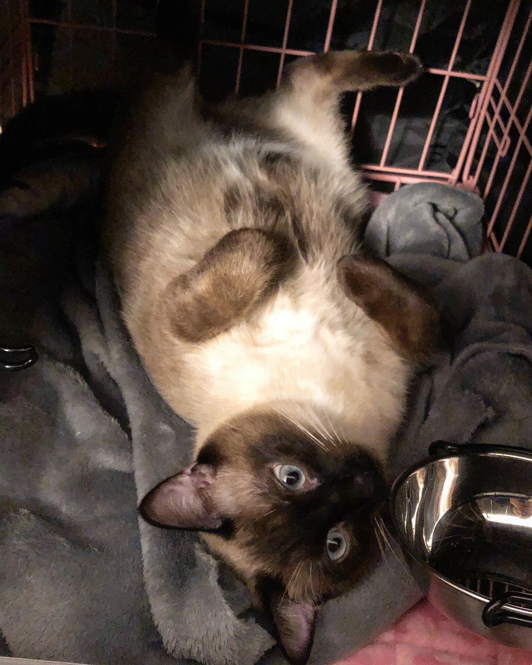 Cat guest at Cats Luv Us