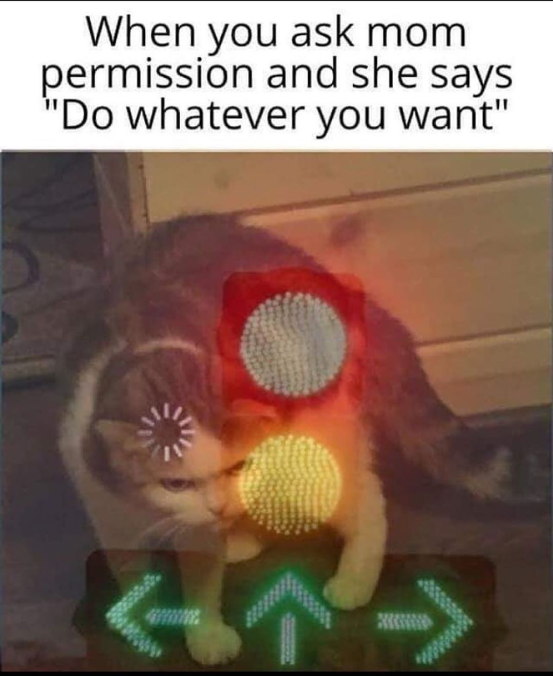 Cat at Cats Luv Us Laguna Niguel