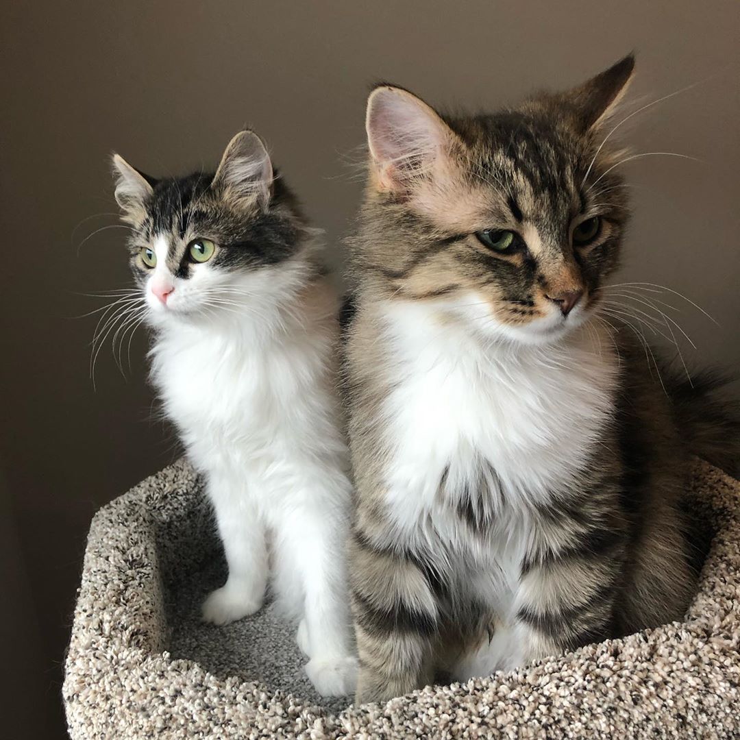 Cat relaxing at boarding hotel