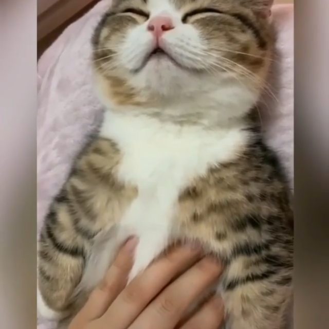 Cat after grooming at Cats Luv Us