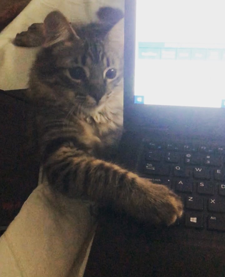 Cat grooming results