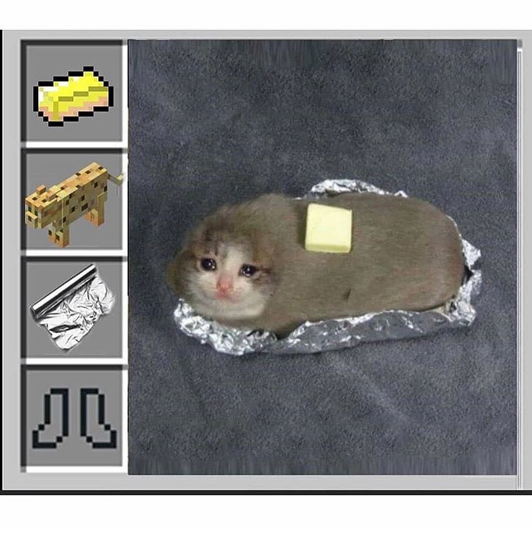 Beautifully groomed cat