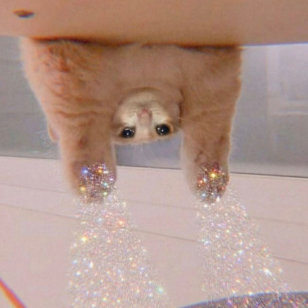 Cat grooming transformation