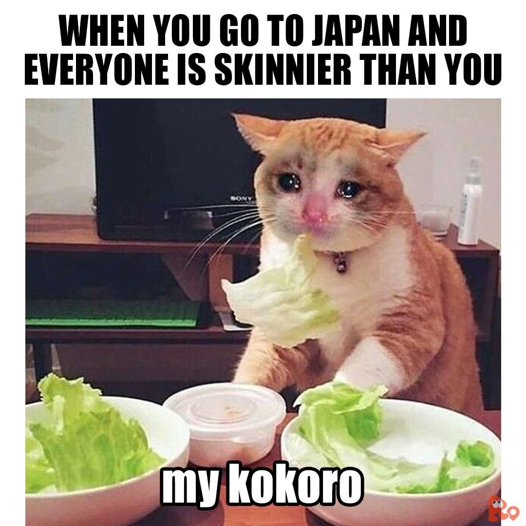 Groomed cat at Cats Luv Us