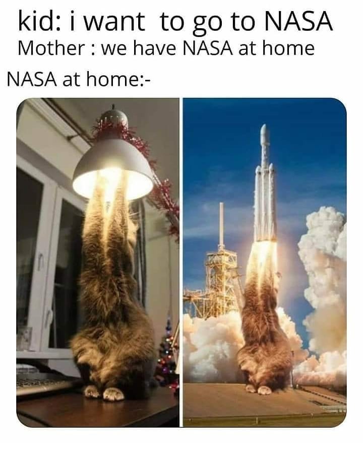 Cat grooming at Cats Luv Us