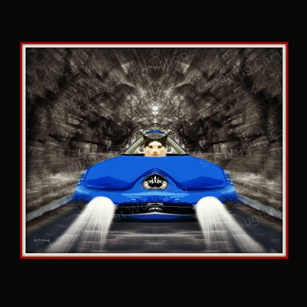 Cat at boarding hotel