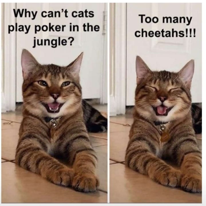 Happy cat at Cats Luv Us