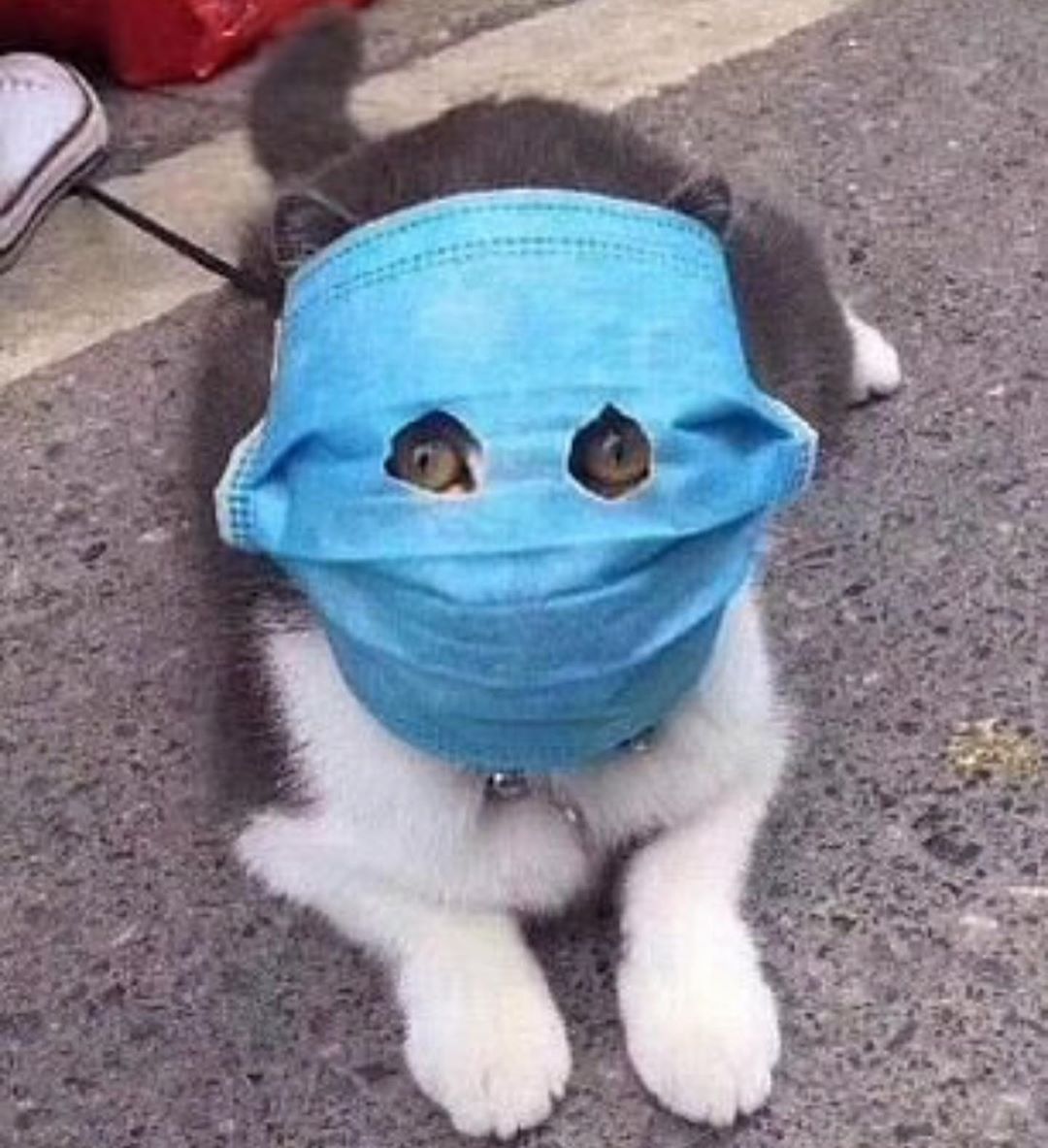 Cat at Cats Luv Us hotel