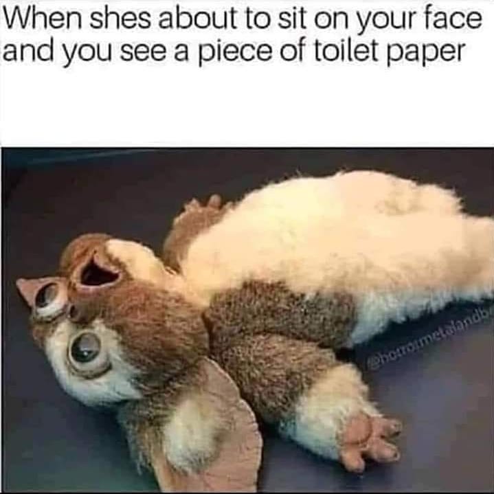 Cat tiktok at Cats Luv Us