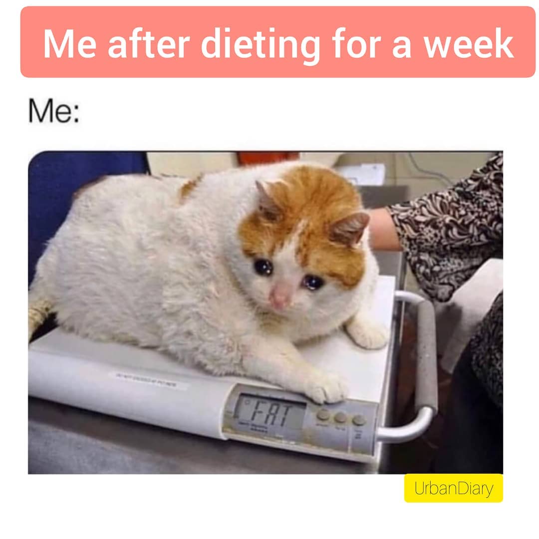 Cat tiktok at Cats Luv Us