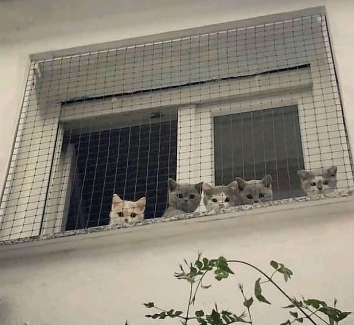 Cat youtube at Cats Luv Us