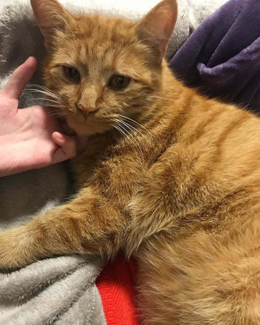 Frequently Asked Questions About Staying Cute Hooman Catmeme