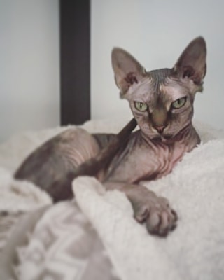 Funny cats at Cats Luv Us