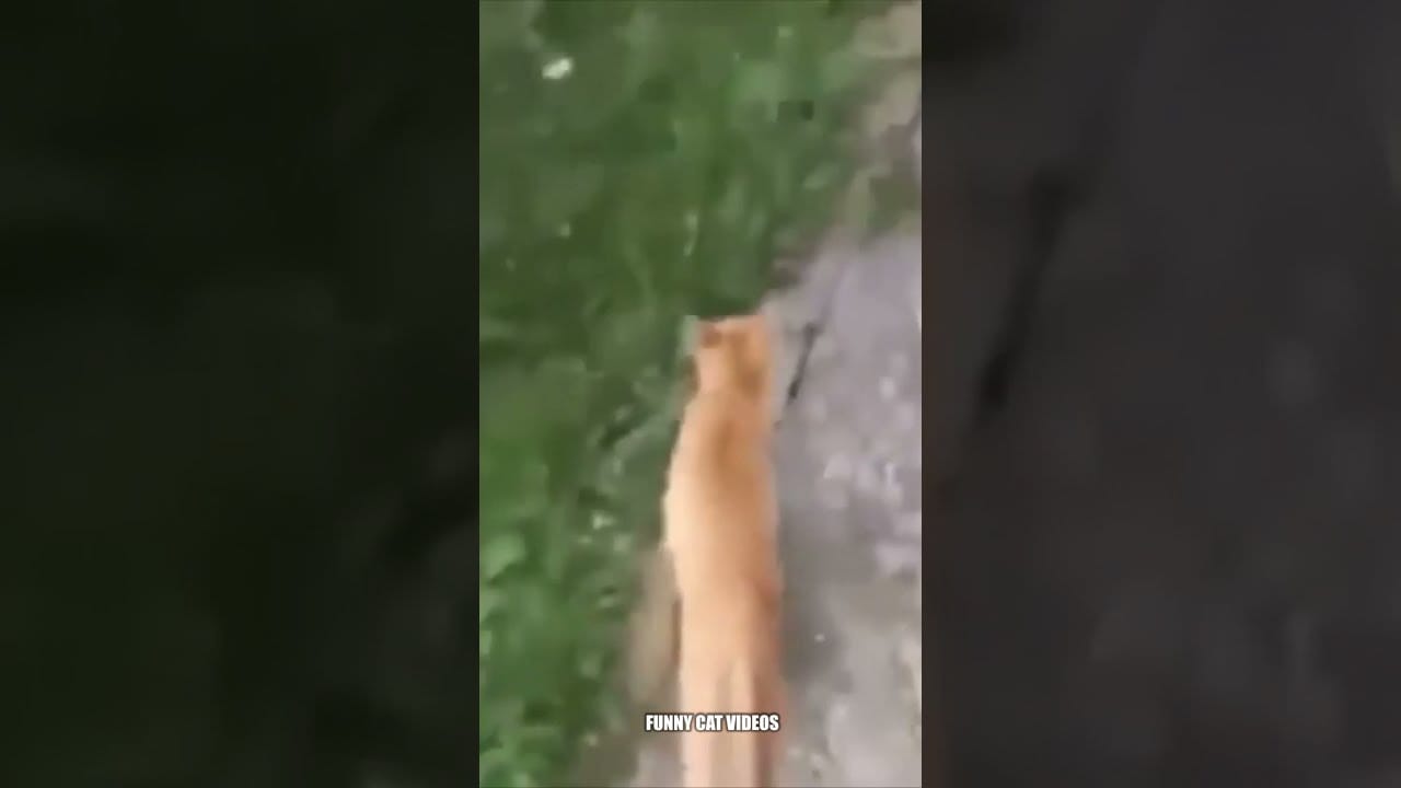 This cute cat pranks a relaxing dog , funny cat videos