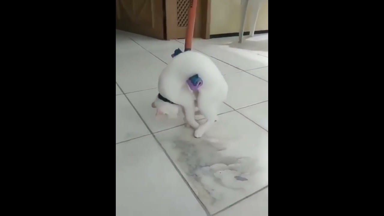 Funny Cats Compilations #2