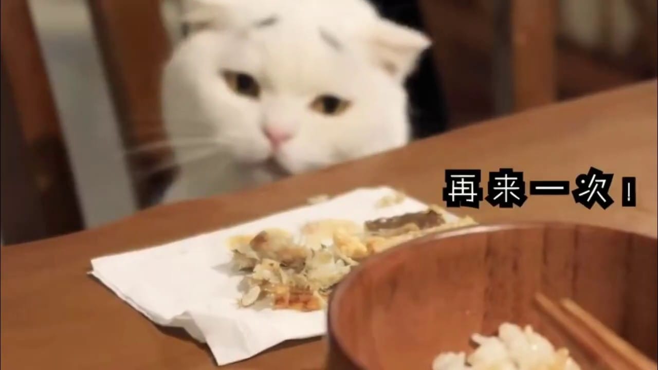 FUNNY TUTE: Funny movie of cats compilation 2019 | cute cats