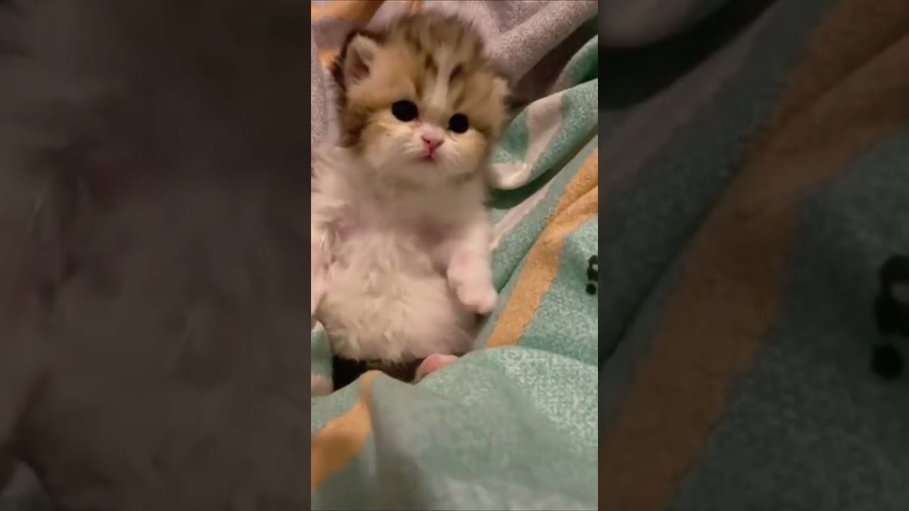 Cats Antics for Laughs