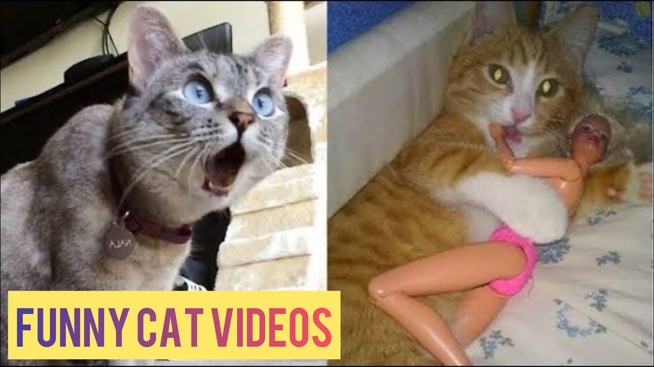 Cutest and Funniest Kitten Videos - Funny Cats Compilation